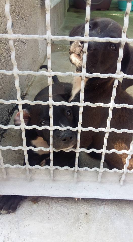 13903165_609635849214244_6510531426515229023_n