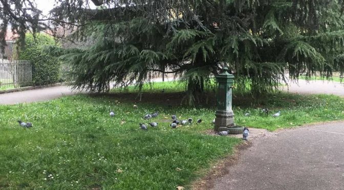 ROTONDE, AIUOLE E AREE VERDI: PUBBLICATO IL BANDO PER ADOTTARLE E RENDERE TREVIGLIO SEMPRE PIÙ BELLA!